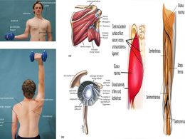 Shoulder Flexion Muscles: Rare But Vital Shoulder Flexion Muscles